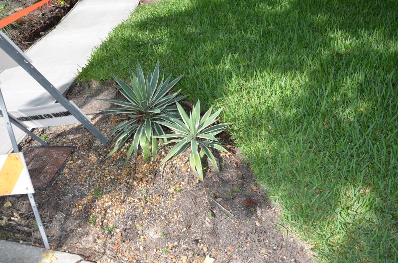 These are a tropical agave planted in unamended Florida dirt.  I've transplanted three pups so far and it keeps sending them out!