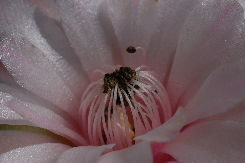 Gymnocalycium anisitsii 2013 Juno18-4.jpg