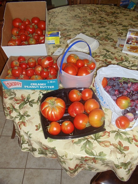 Over 50 tomatoes, 3-4 days of picking and that big one is a beefsteak tomato 1 lb. 4 oz., pluots starting