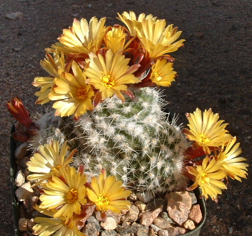 Rimacactus laui