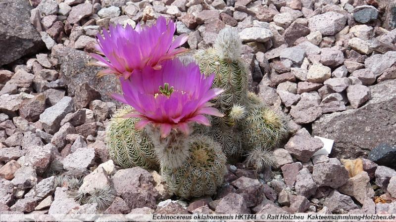 11_Echinocereus_oklahomensis_HK1844.JPG