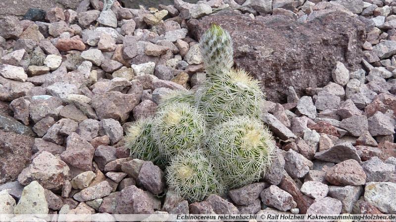 13_Echinocereus_reichenbachii.JPG