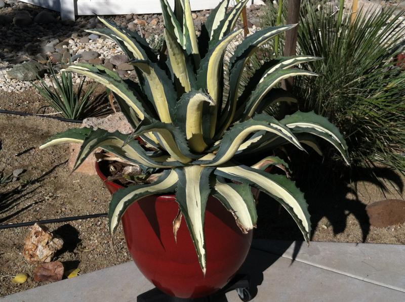 Agave Americana var. Medio-picta . . . . on wheels!