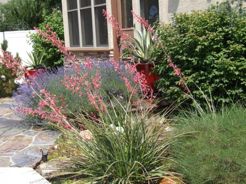 Rod's Garden  -  Hesperaloe Parviflora