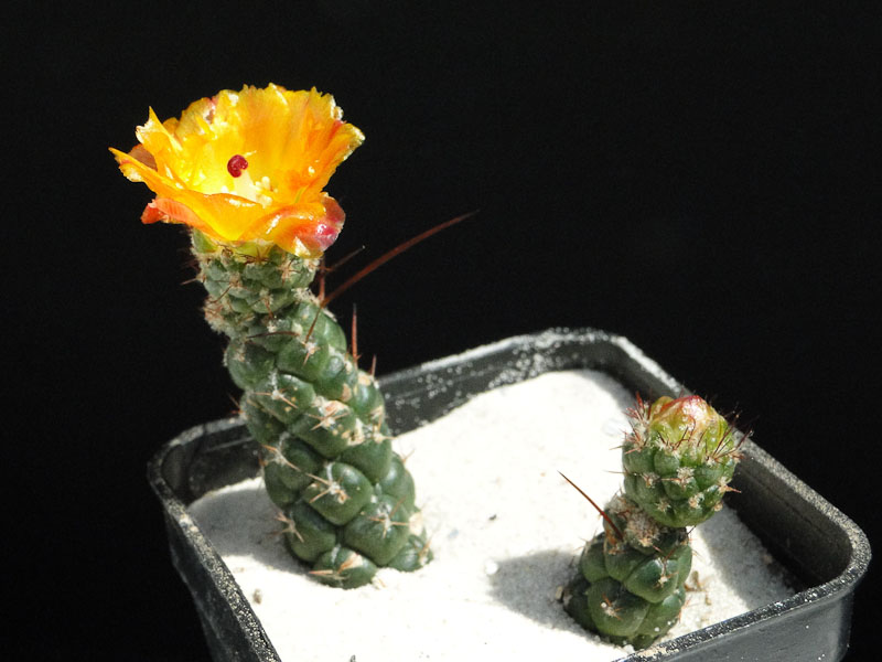 Tephrocactus weberi HPT 2012 Juli28-1.jpg