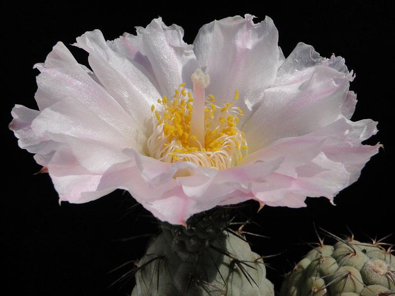 Tephrocactus geometricus HPT, Fiambala 2012 Juli10-7.jpg