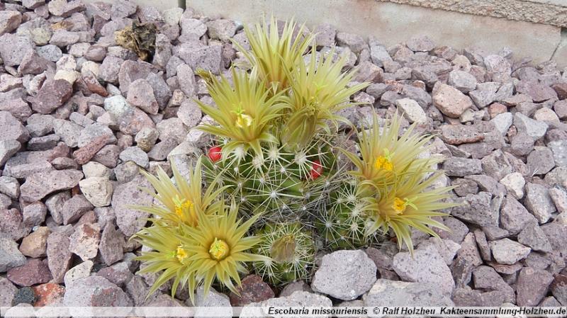 21_Escobaria_missouriensis_Finney_County_KS.JPG