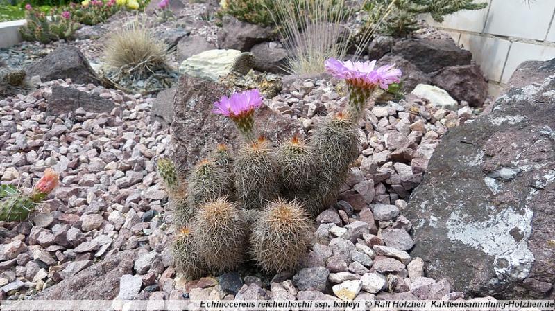 26_Echinocereus_reichnbachii_ssp._baileyi.JPG