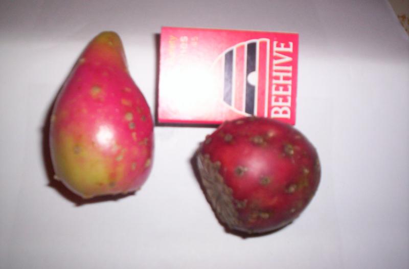 my cacti fruits 003.JPG