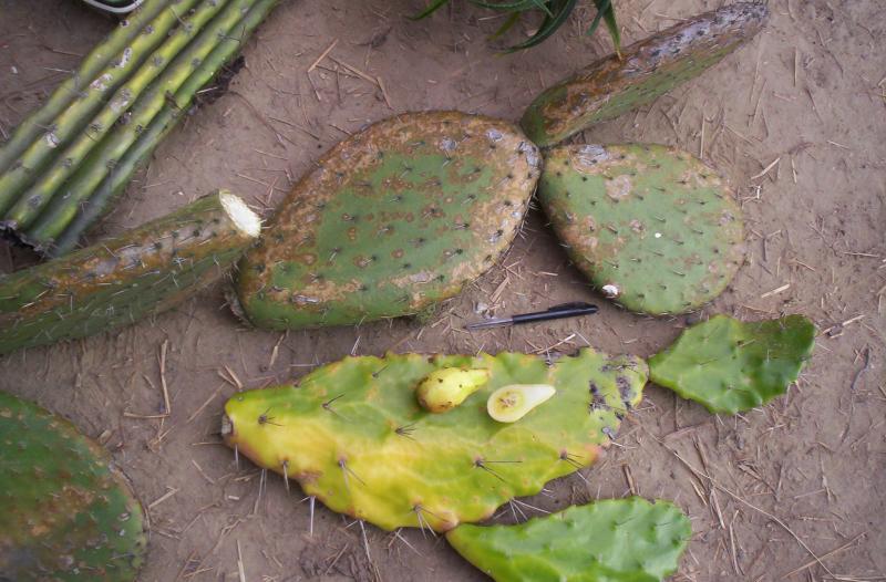 my cacti fruits 006.JPG