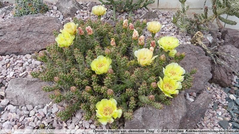 41_Opuntia_fragilis_var._denudata_'Prag'.JPG