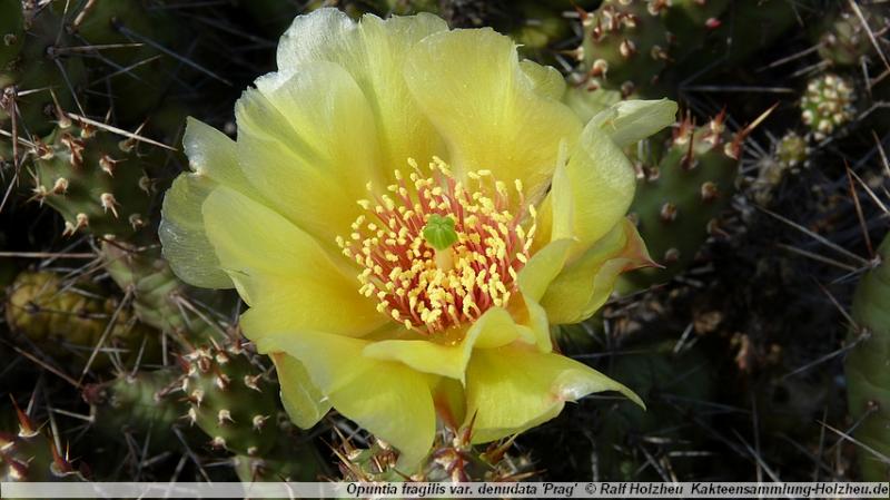 42_Opuntia_fragilis_var._denudata_'Prag'.JPG