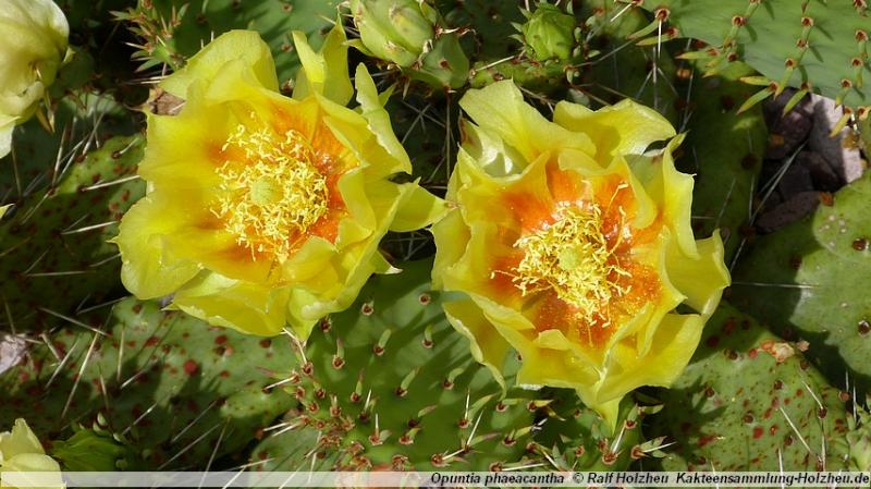 46_Opuntia_phaeacantha.JPG