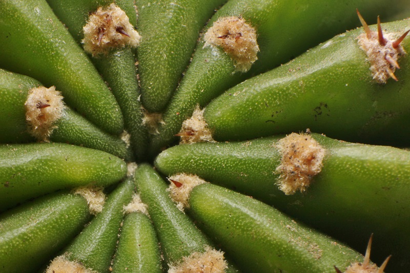 Echinopsis eyriesii