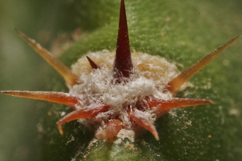 Echinopsis eyriesii