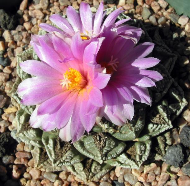 Ariocarpus fissuratus