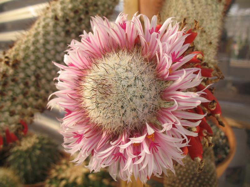 mammillaria albicans