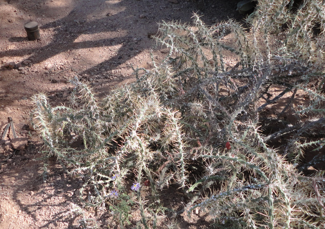 putative leptocaulis fulgida hybrid