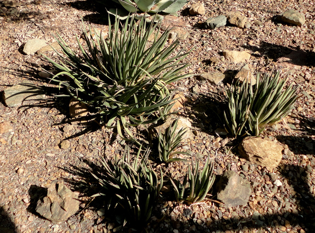 rare natural hybrid, Agave X ajoensis