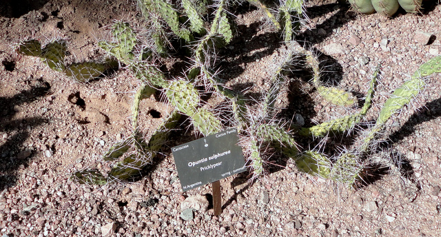 these clones throughout the garden labeled as Opuntia sulphurea. ?? I don't think so.