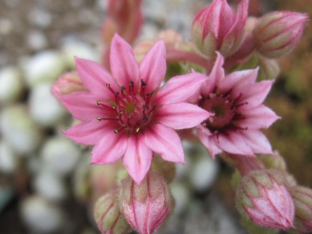 Sempervivum.JPG