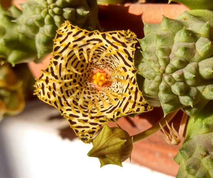 Huernia kennedyana