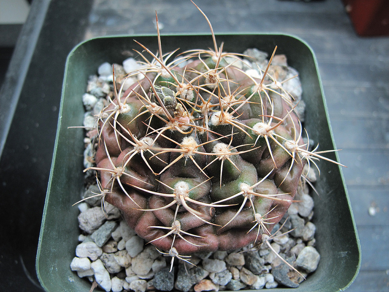 Gymnocalycium damsii v. rotundulum