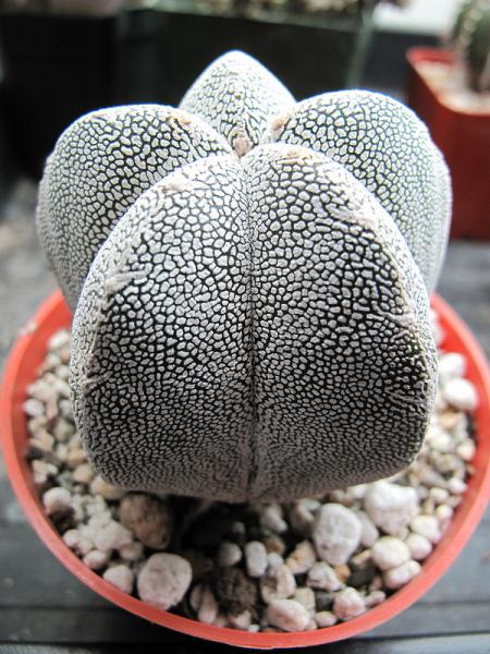 Astrophytum onzuka