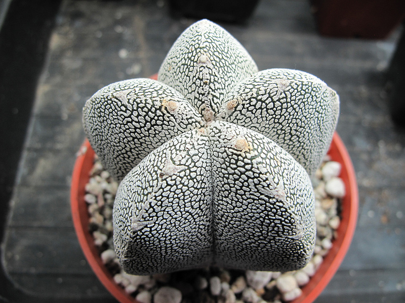 Astrophytum onzuka