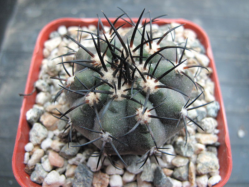 Copiapoa lembckei