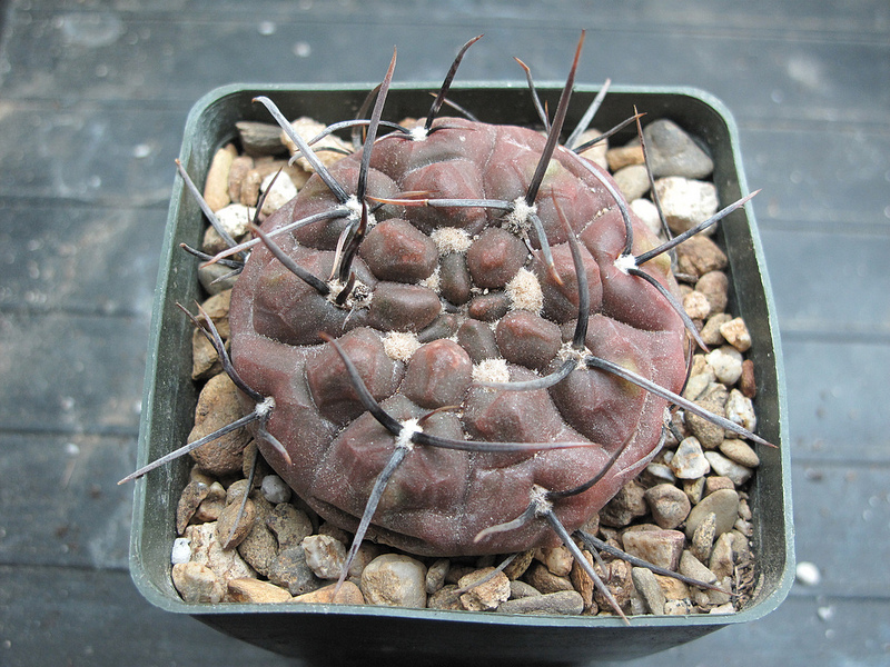 Gymnocalycium striglianum