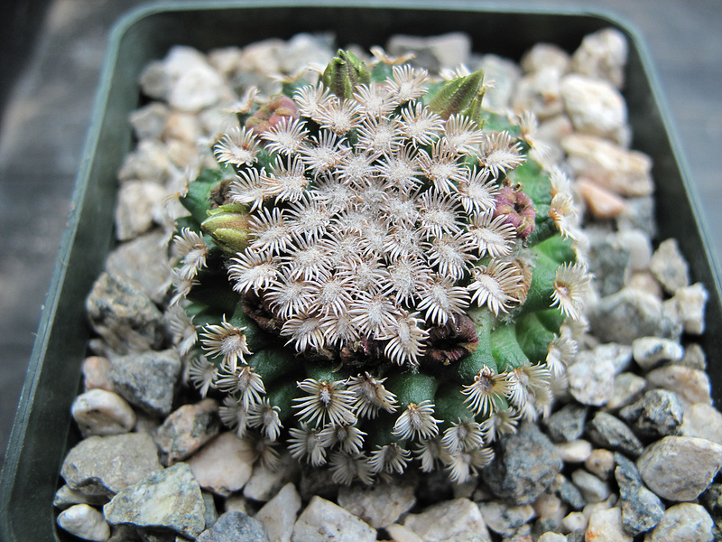 Mammillaria hernandezii