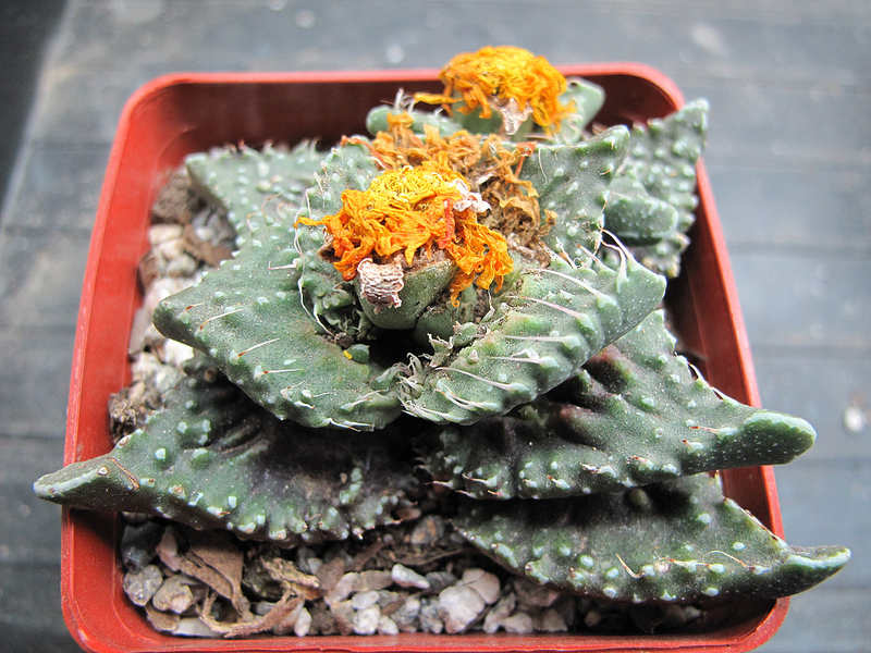 Faucaria tuberculosa v. japanese