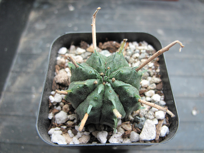 Euphorbia meloformis