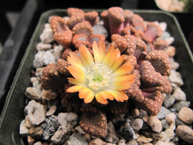 Titanopsis hugoschlechteri flowering