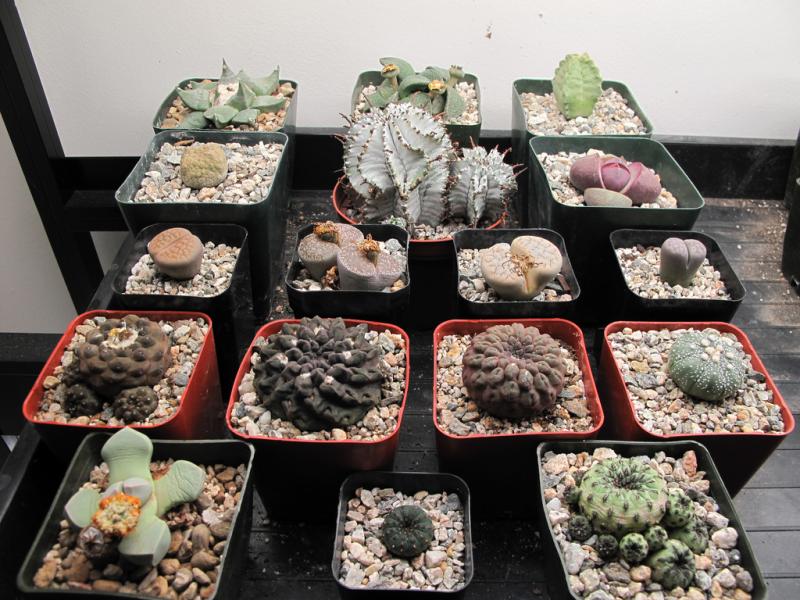 New cacti and succulents for December 20, 2013