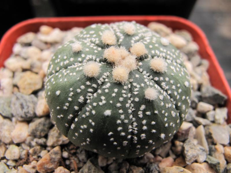 Astrophytum asterias