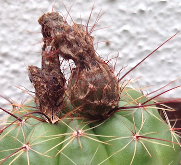 fruit on the plant