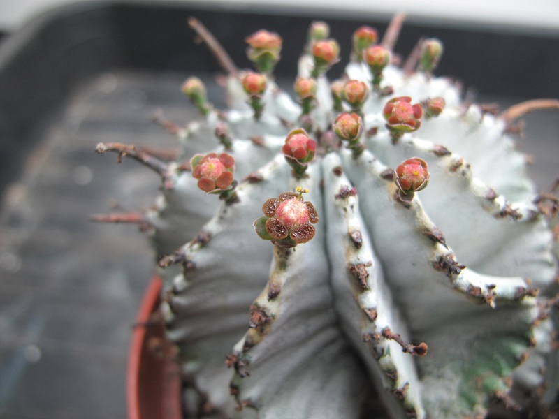 Euphorbia horrida