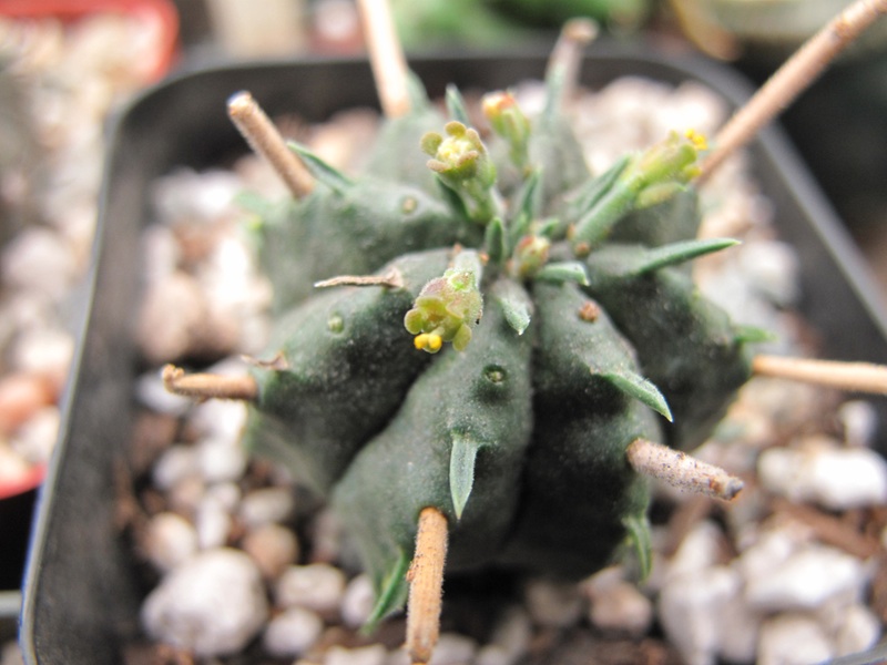 Euphorbia meloformis