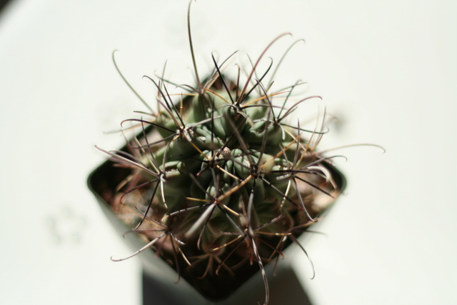 SB252, uncinatus from Docto Arroyo, with one tiny flower bud. The other Glandulicactus have buds too.