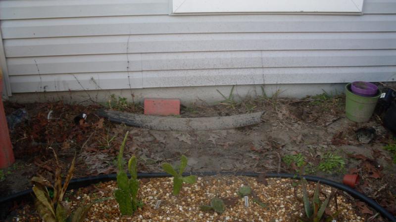 Patch of nothing in between garden (some frost-bitten plants) and the side of the house.