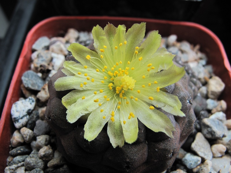Copiapoa hypogaea flowering