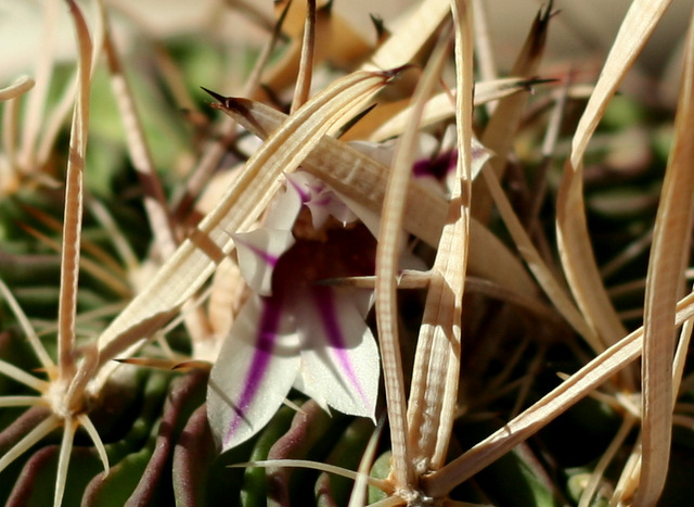 Echinofossulocactus erectocentrus, spines so heavy the flowers get trapped.