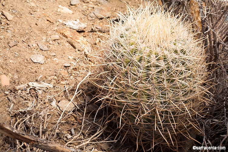 Ferocactus cylindraceus, very pale