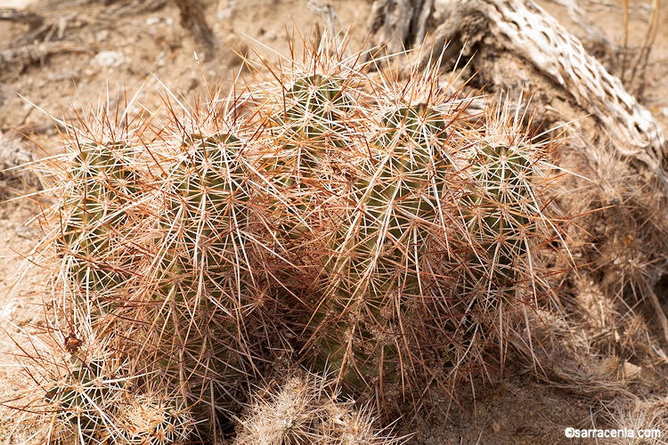 Echinocereus engelmannii