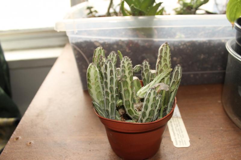 senecio stapeliiformis kilimanjaro