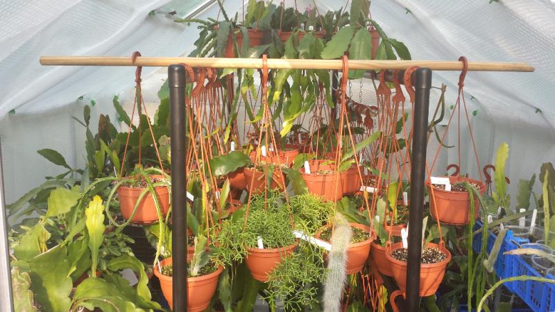 Inside my Greenhouse