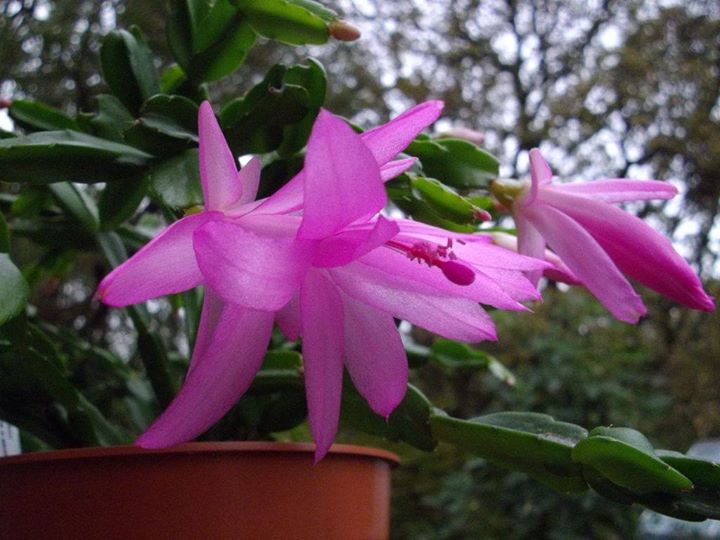 Schlumbergera x exotica