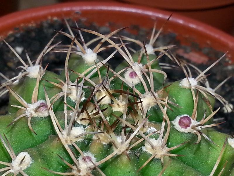 4 flower buds gymnocalycium damsii
